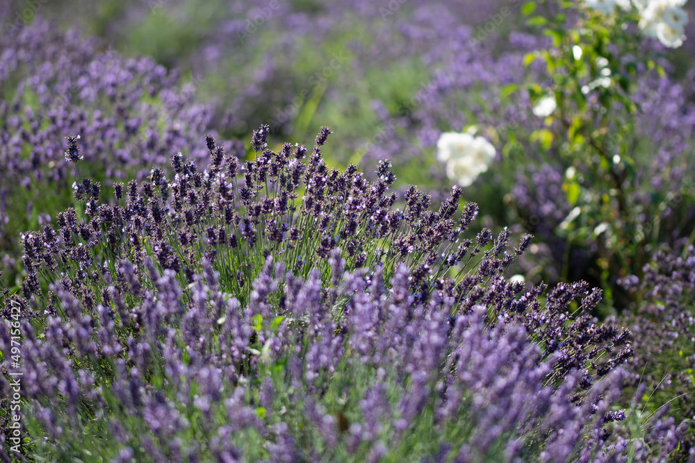 Fototapeta premium field with lavender in Romania,Bistrita