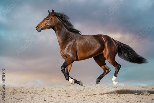 Fototapeta Naklejka Na Ścianę i Meble -  Horse free run gallop in desert storm