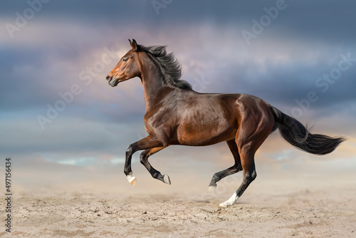 horse running in the desert © callipso88