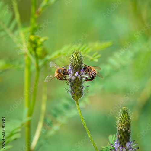 bee on a flower