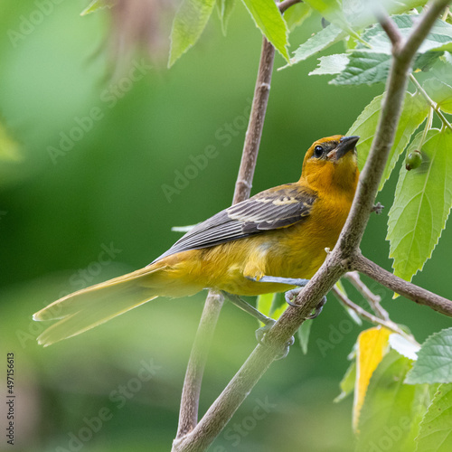 bird on a branch