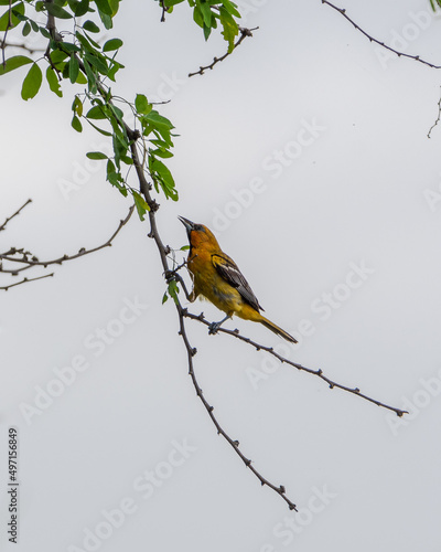 bird on a branch