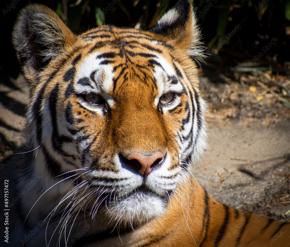 Fototapeta premium portrait of a Bengal tiger