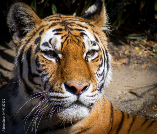 portrait of a Bengal tiger