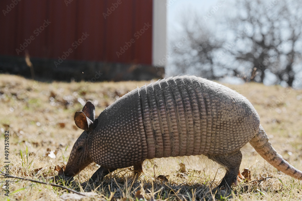 Nine-banded armadillo walking close up in rural field while rooting around through grass. Nine-banded armadillo walking close up in rural field while rooting around through grass.
