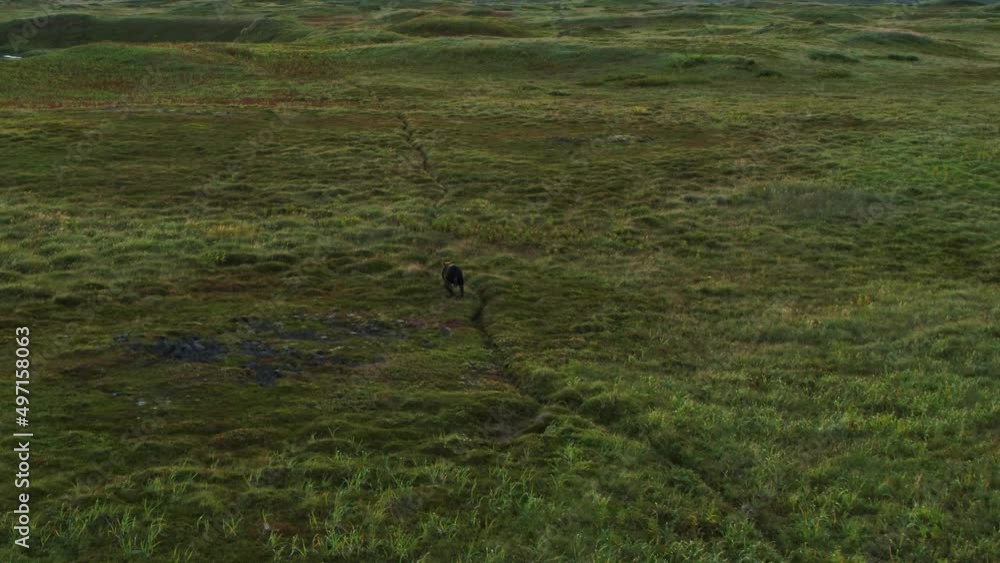 Aerial View Brown Bears Hunting For Sockeye Salmon Aerial View Brown Bears Hunting For Sockeye Salmon