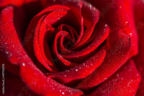 red rose with dewdrops  