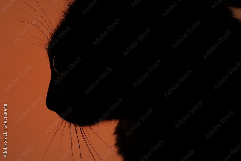 Silhouette of a cat