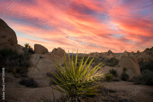 Agave sunset