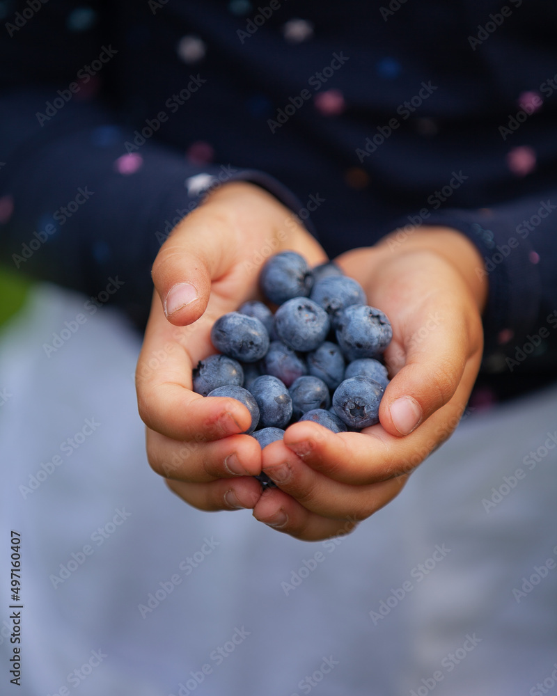 Close up portrait of cute hands full of fresh blueberries Close up portrait of cute hands full of fresh blueberries