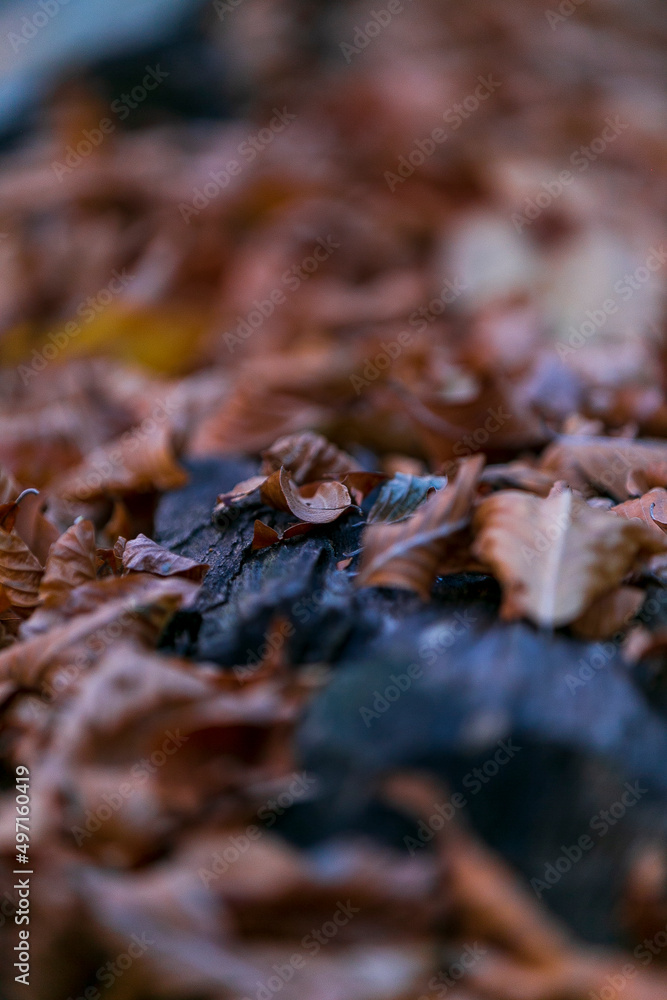 Beautiful fall scene in the forest: Autumn nature reflection. Vivid morning in colorful park with branches of trees. sunlight and colorful leaves. Beautiful fall scene in the forest: Autumn nature reflection. Vivid morning in colorful park with branches of trees. sunlight and colorful leaves.