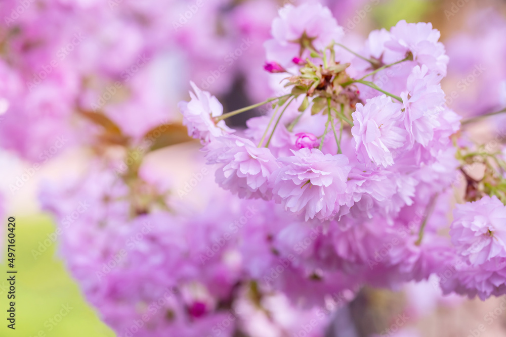 Cherry blossoms close up. Nature floral background. Pink sakura flowers in spring. Seasonal wallpaper. Cherry blossom branch on blurred background.