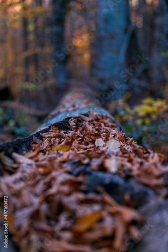 Beautiful fall scene in the forest: Autumn nature reflection. Vivid morning in colorful park with branches of trees. sunlight and colorful leaves. 