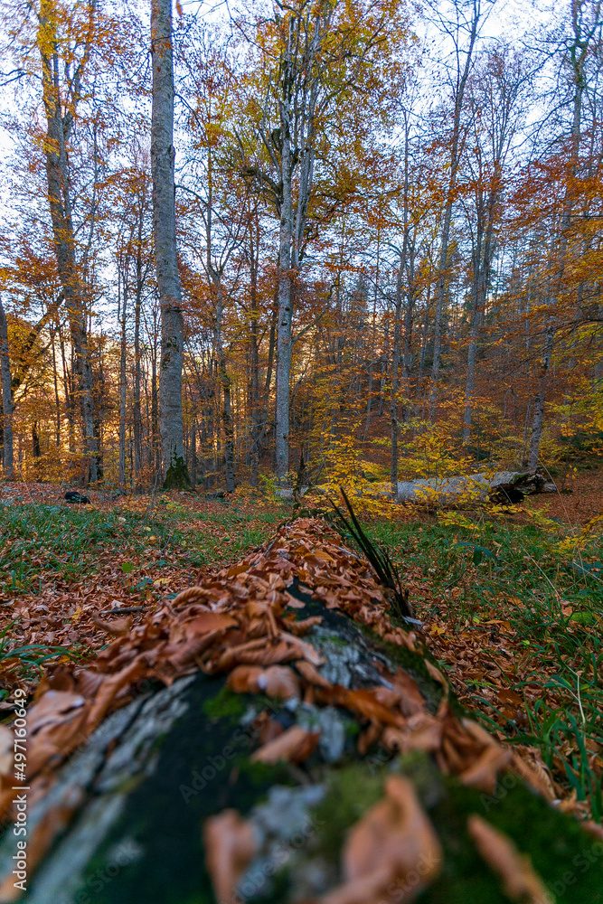 Beautiful fall scene in the forest: Autumn nature reflection. Vivid morning in colorful park with branches of trees. sunlight and colorful leaves. Beautiful fall scene in the forest: Autumn nature reflection. Vivid morning in colorful park with branches of trees. sunlight and colorful leaves.