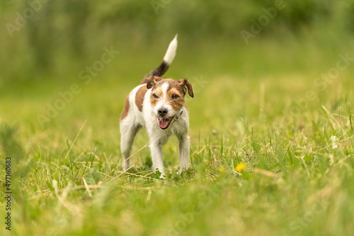Lovely beauty Parson Russell Terrier dog stands in a green meadow in front of green background an is looking