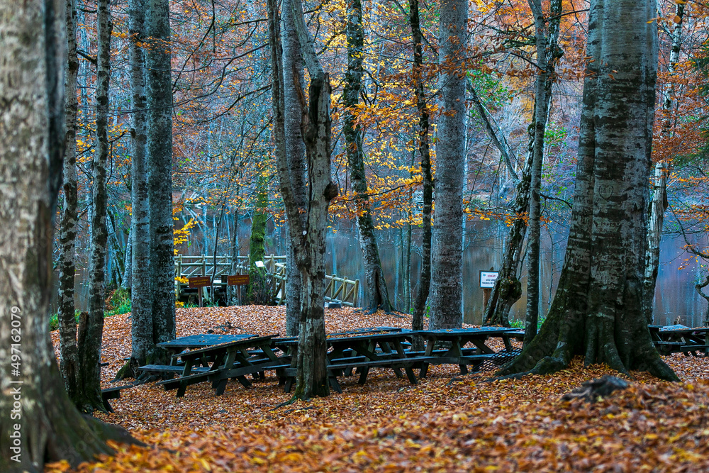 Picnic site with many benches in oak forest in Yedigoller National Park, Bolu Turkey. Empty picnic tables with autumn leaves, multiple colors
