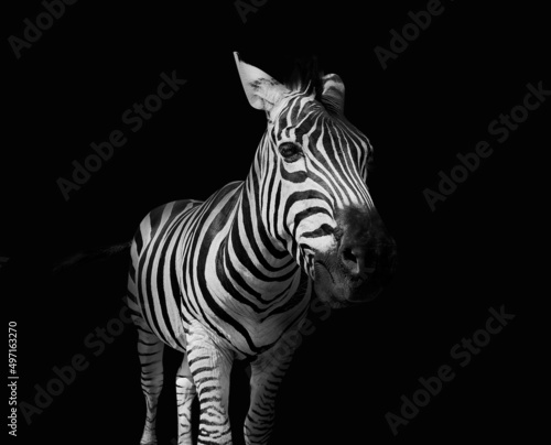 Burchell's zebra on black b...