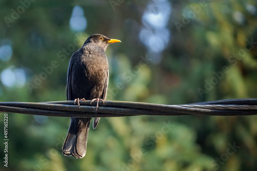 Blackbird sits on the wire on a blurred green background, close-up
