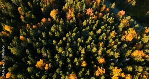 Forest In north of Russia, Saint-petersburg. Aerial footage with wilderness and pines. autumn vibe photo