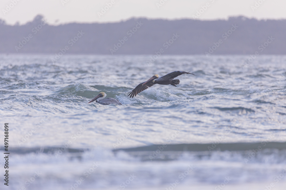 Fototapeta premium Pelican flying over the ocean
