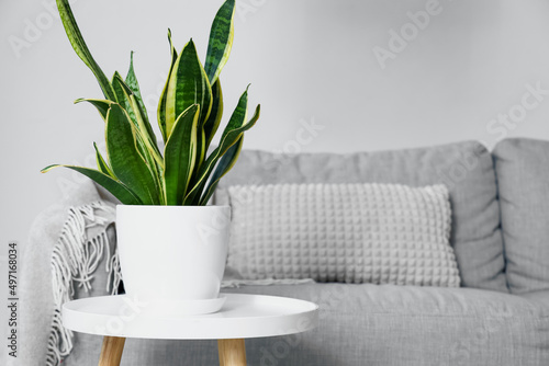 Small table with houseplant near sofa in living room