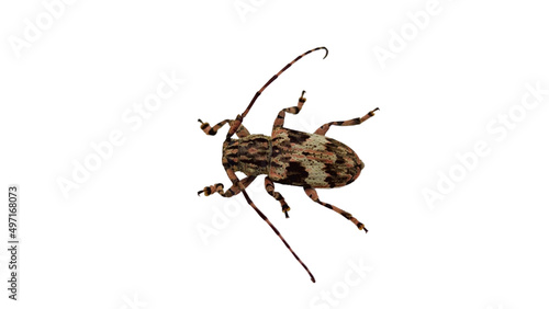 Longhorned Beetles Cerambycidae Longhorned Beetles