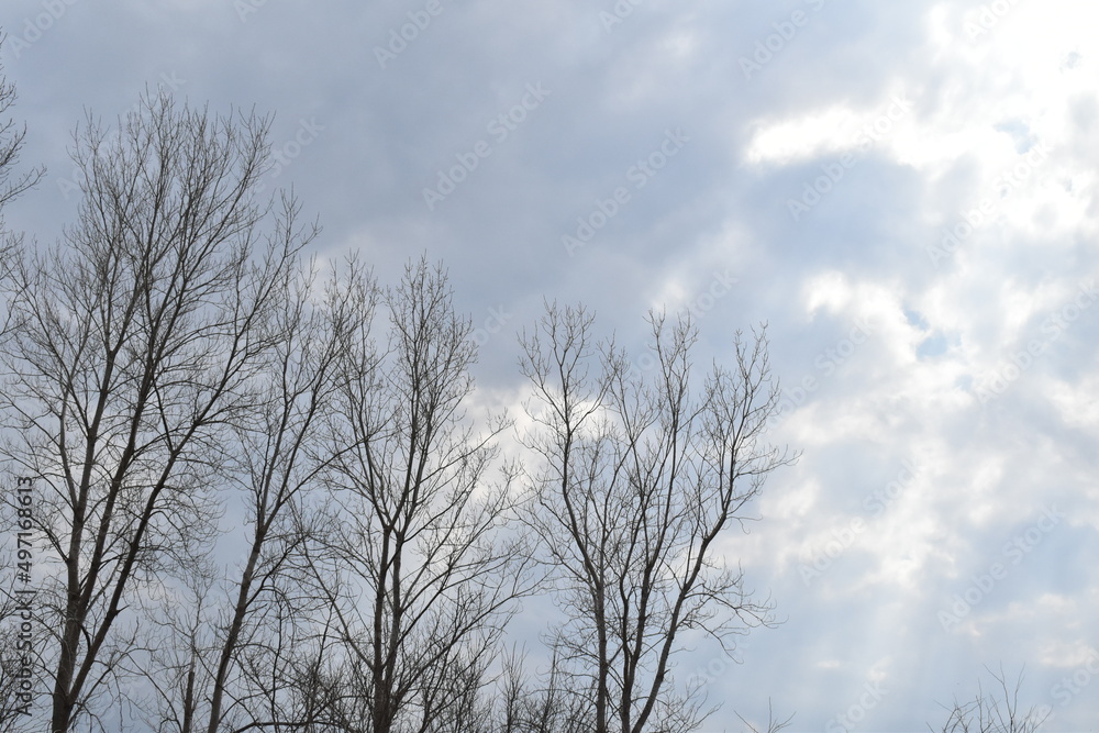 Bright Cloudy Sky Over Bare Trees