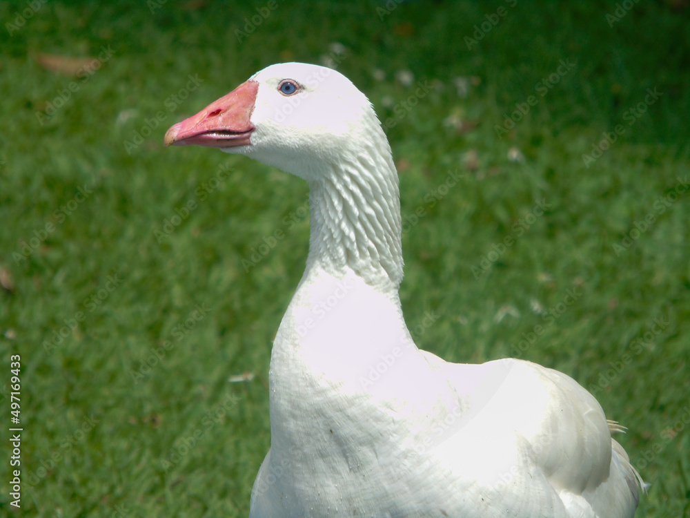 Pato Pato