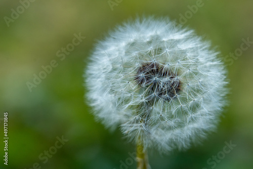 dandelion on a green background