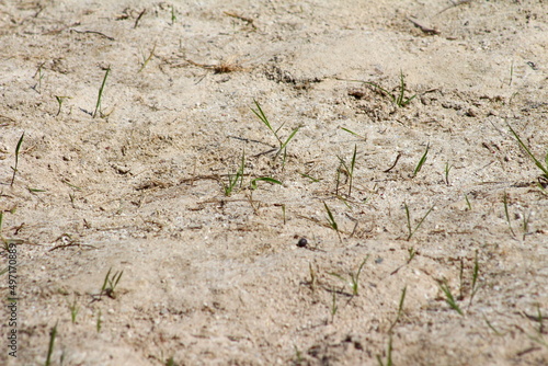 plantas verdes em meio a areia. plantas nascendo em meio a areia. resiliência das plantas. vida na areia photo