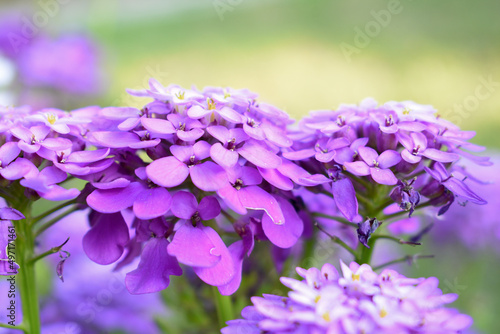 close up photo of purple flowers in blur background