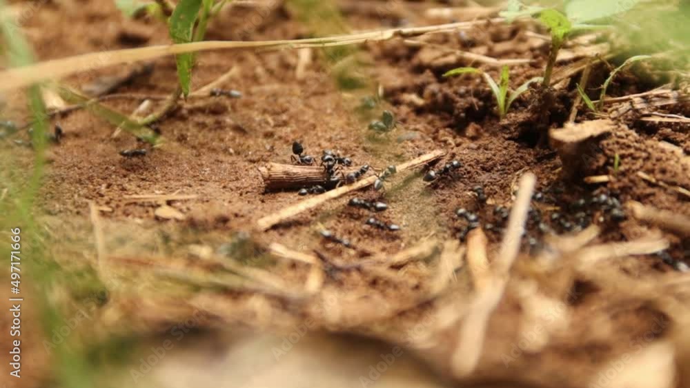 Ants scattered on the ground in search of food Ants scattered on the ground in search of food