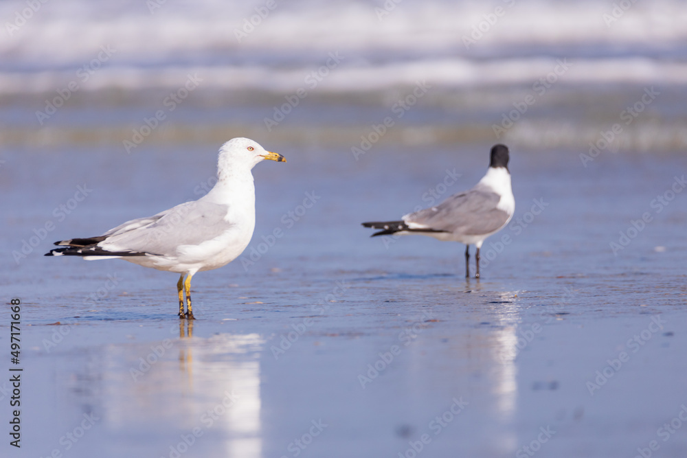 Seagulls in the sand on the beach Seagulls in the sand on the beach