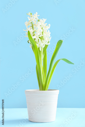 Pot with beautiful hyacinth plant on blue background