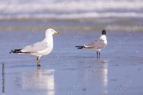 Seagulls in the sand on the beach