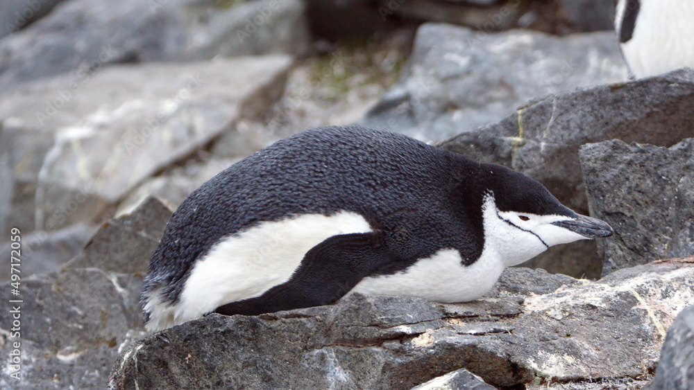 Naklejka premium Chinstrap penguin (Pygoscelis antarcticus) lying down on Half Moon Island, Antarctica