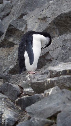 Fototapeta Naklejka Na Ścianę i Meble -  Chinstrap penguin (Pygoscelis antarcticus) preening on Half Moon Island, Antarctica