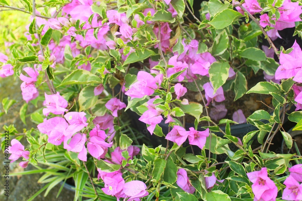 Purple bougainvillea in the garden Purple bougainvillea in the garden