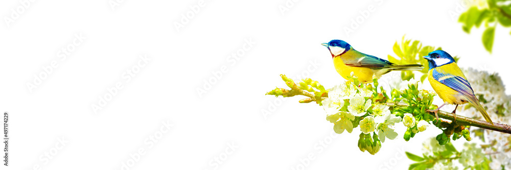 Obraz premium Great tit sitting on a tree branch in spring weather