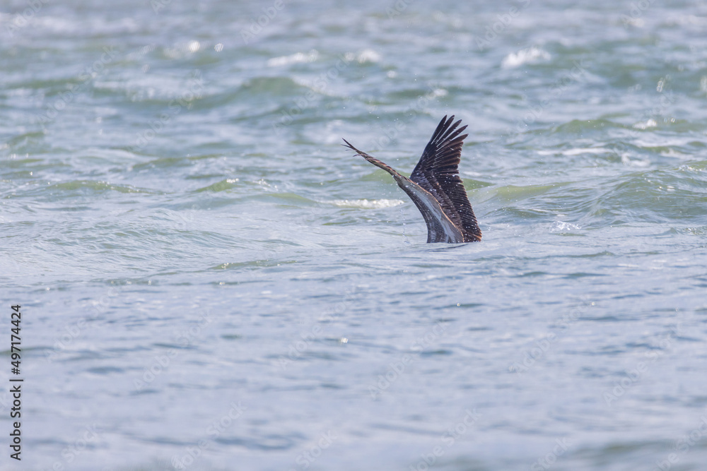 Pelican flapping it's wings in the ocean
Pelican flapping it's wings in the ocean