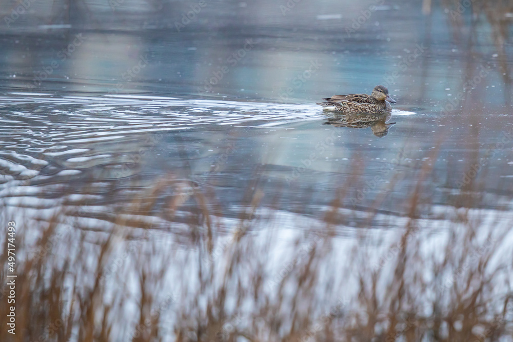 Hen Mallard Sneaks Off Into the Reeds on a Gray Morning Hen Mallard Sneaks Off Into the Reeds on a Gray Morning