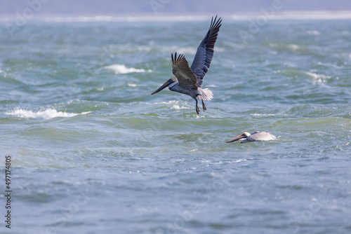 Pelican flying over the ocean