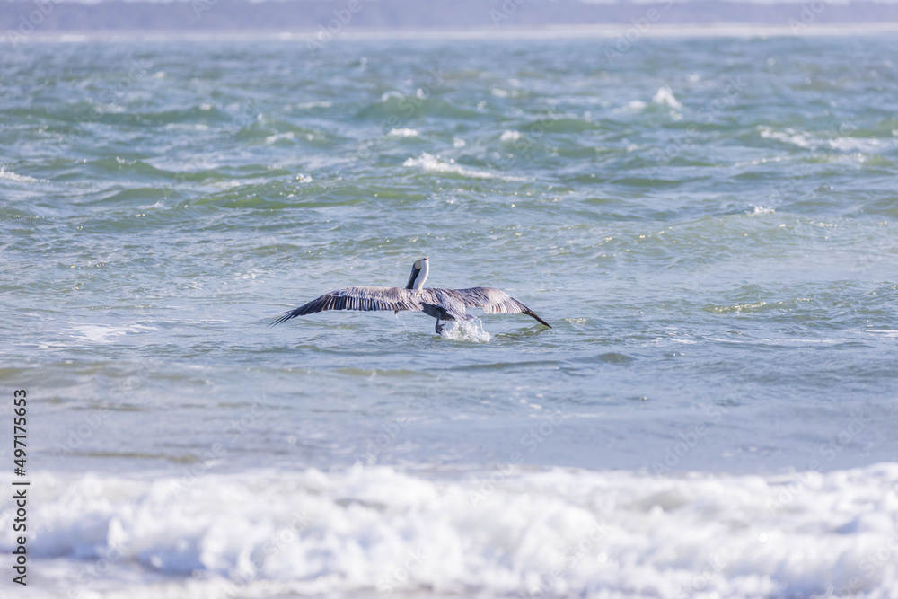 Obraz premium Pelican flying over the ocean