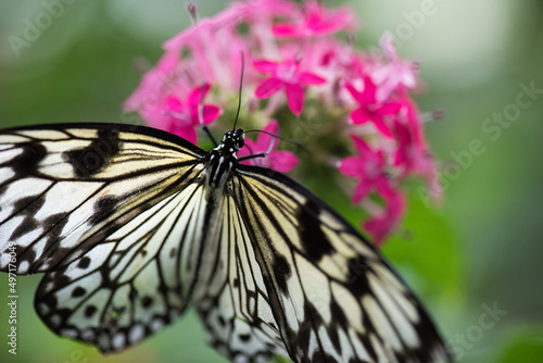 butterfly on flower © Ashleigh McCord