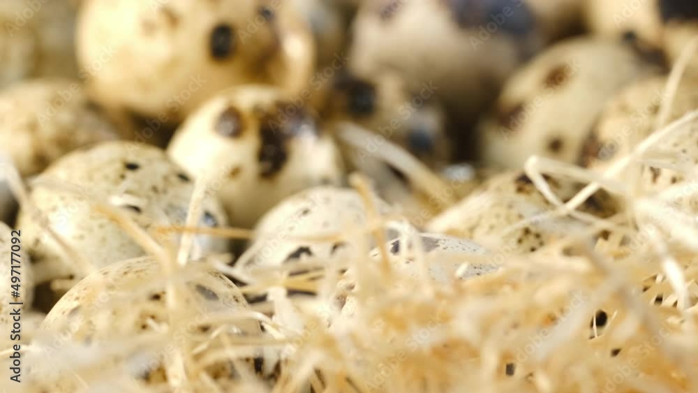 Close-up of quail eggs a rotating . Bright colorful quail eggs. Macro. Selective focus Close-up of quail eggs a rotating . Bright colorful quail eggs. Macro. Selective focus