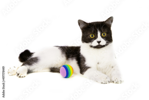 A beautiful black and white cat is lying on its side and a striped multicolored little ball is lying next to it.