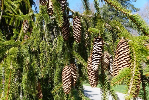 Long shape of pine cones hanging on the tree
