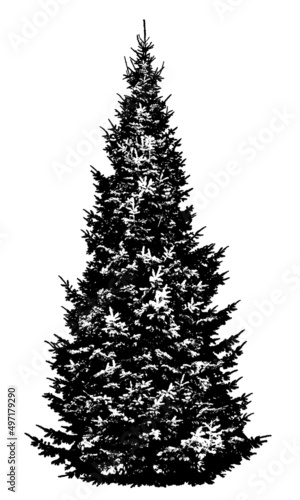 Silhouette of a tree on a white background. Realistic black and white illustration of a spruce tree.