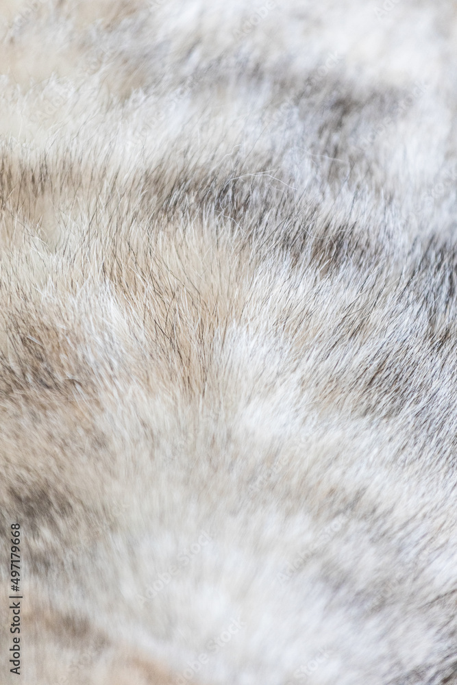 Close up of fur of a cat Close up of fur of a cat