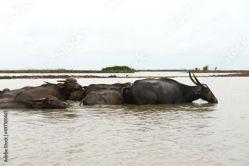 Water Buffalo Masses In Wetland At Thale Noi  Phatthalung Province     Thailand
